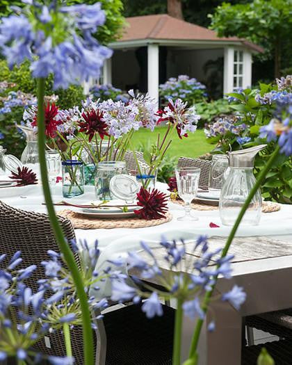 Agapanthus umbellatus