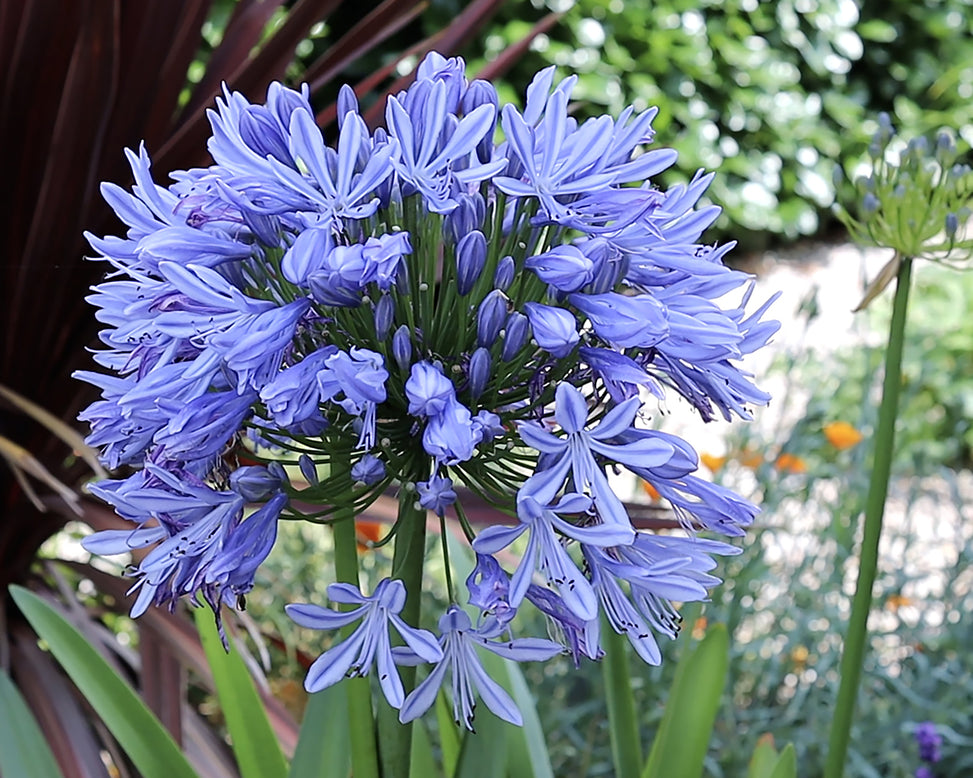 Agapanthus umbellatus