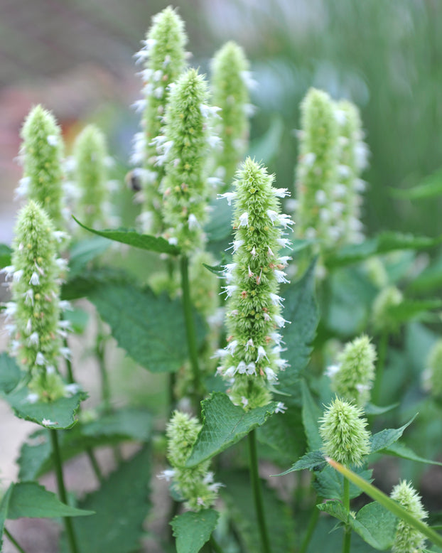 Agastache 'Alabaster'