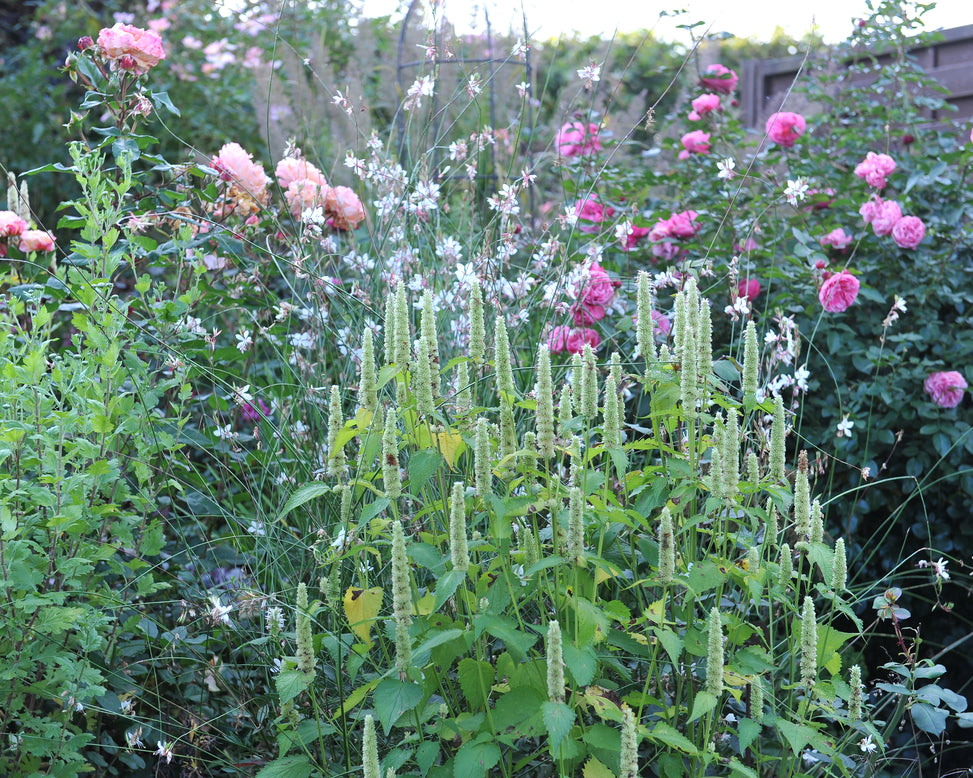 Agastache 'Alabaster'