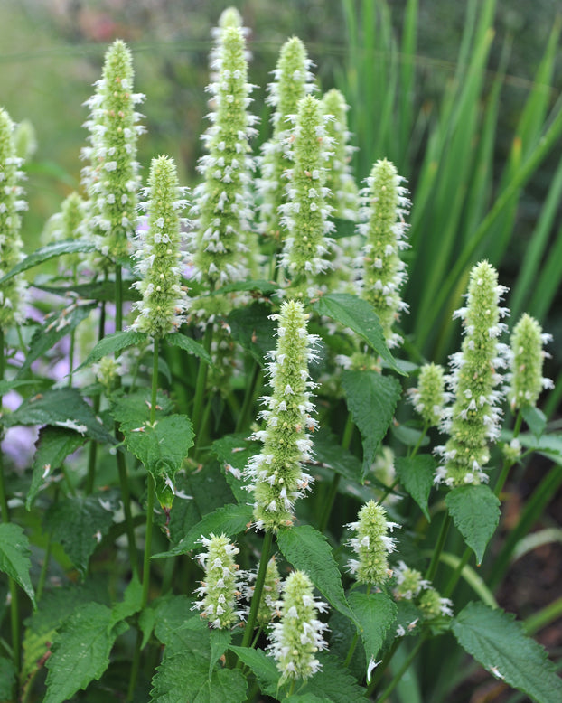 Agastache 'Alabaster'