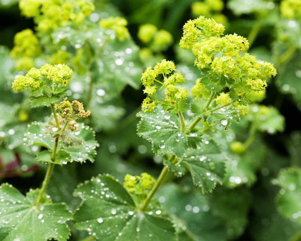 Alchemilla mollis
