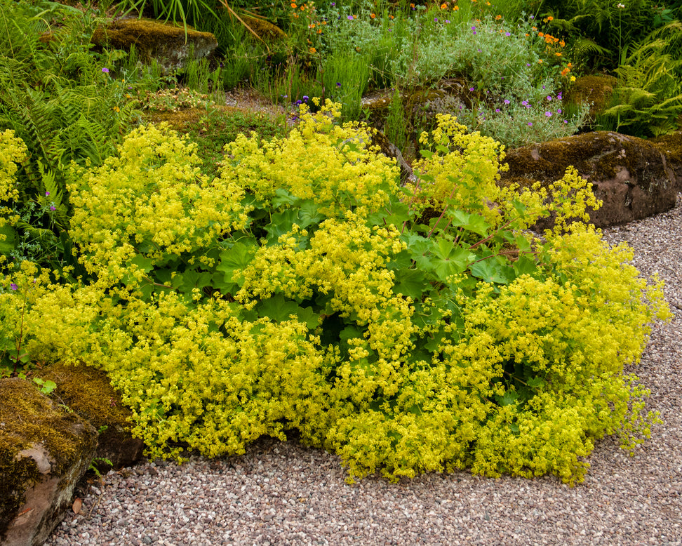 Alchemilla mollis