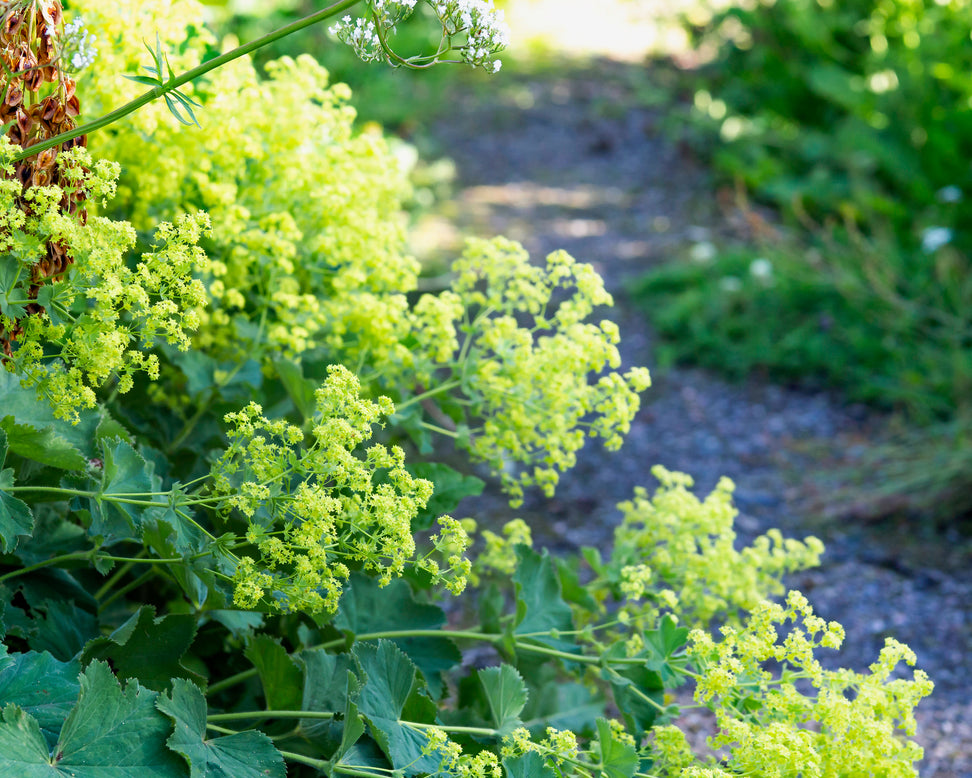 Alchemilla mollis