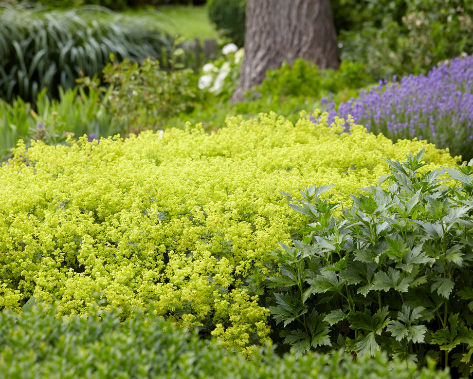 Alchemilla mollis