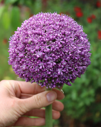 Allium 'Ambassador' Allium 'Ambassador'