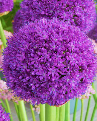 Allium 'Ambassador' Allium 'Ambassador'