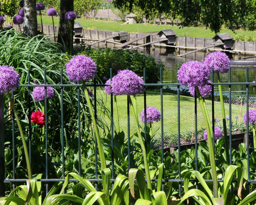 Allium 'Ambassador XXL'