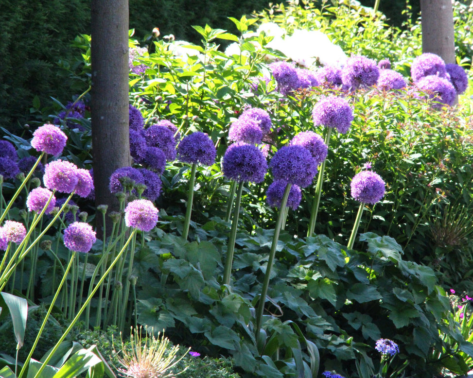 Allium 'Ambassador XXL'