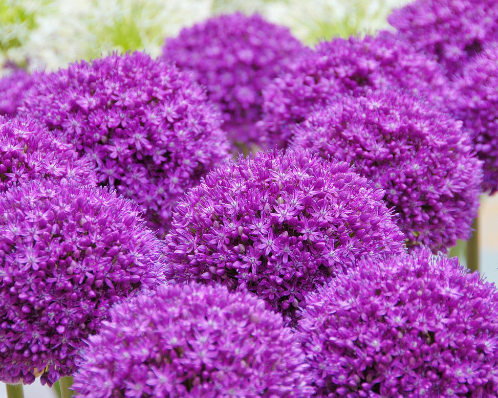 Flower BulbsAmbassador Bulbs UK - 2