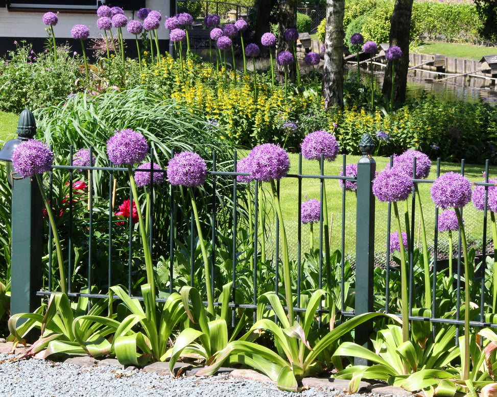 Allium 'Ambassador'