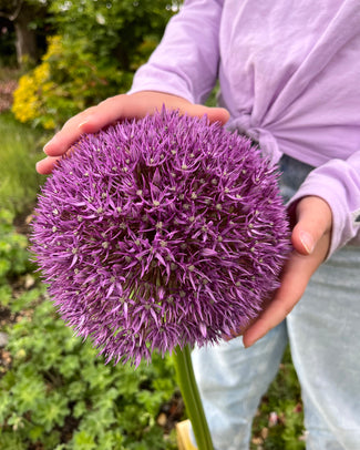 Allium 'Globemaster' Allium 'Globemaster'