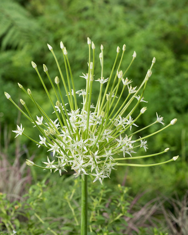 Allium 'Arctic Snow'