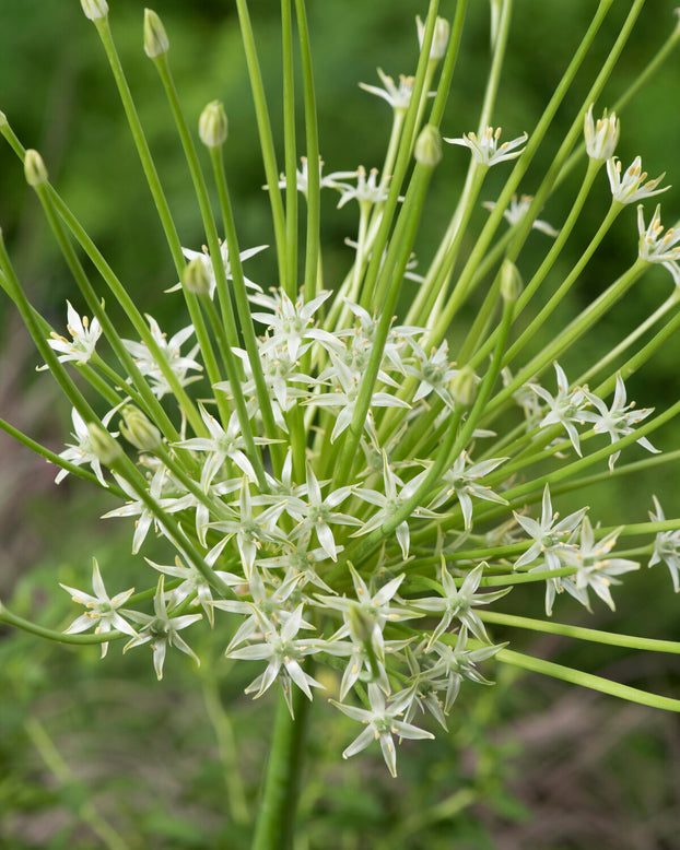 Allium 'Arctic Snow'