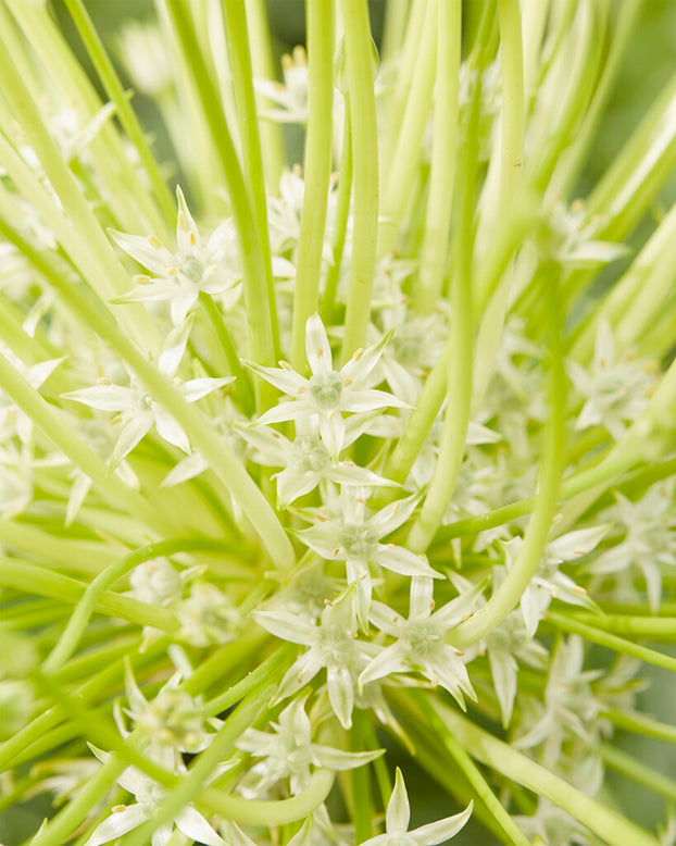 Allium 'Arctic Snow'