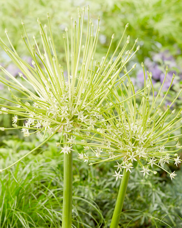 Allium 'Arctic Snow'
