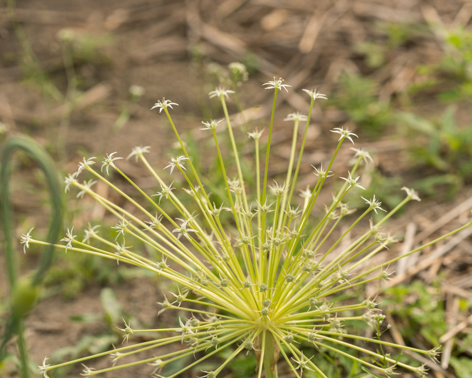 Allium 'Arctic Snow'