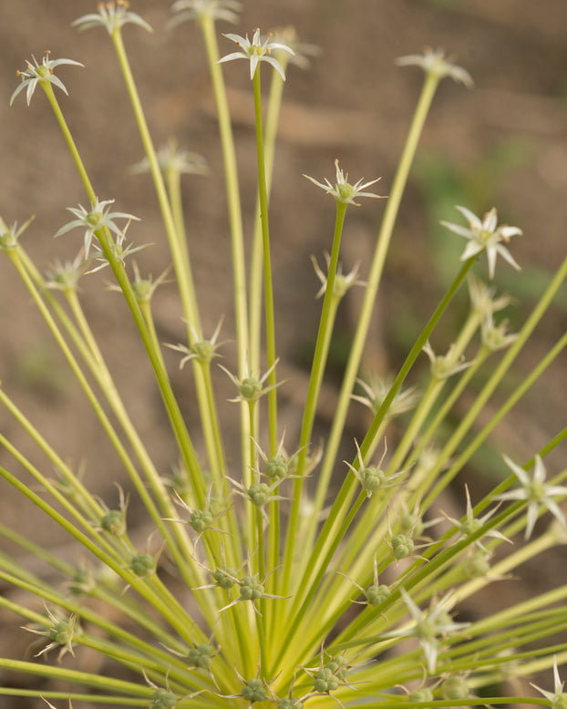 Allium 'Arctic Snow'