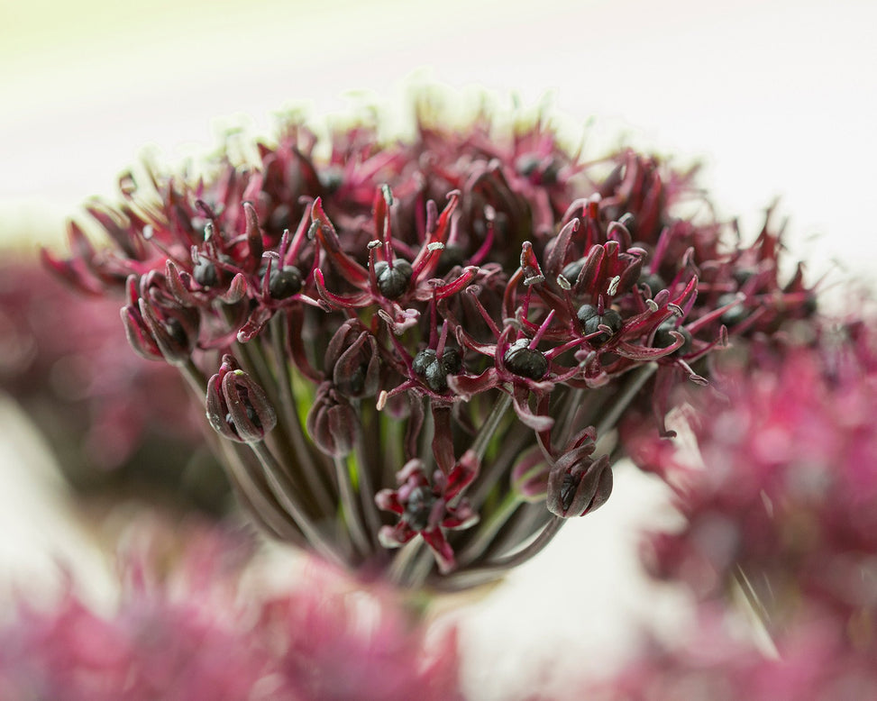 Flower BulbsAtropurpureum Bulbs UK - 2