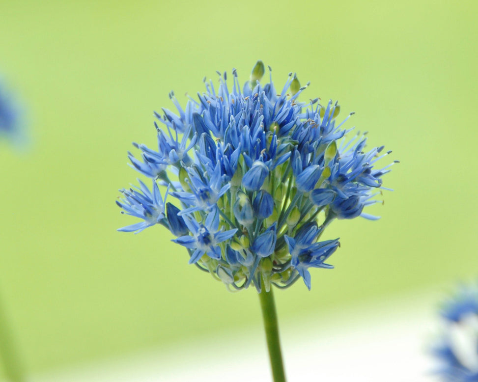 Allium azureum