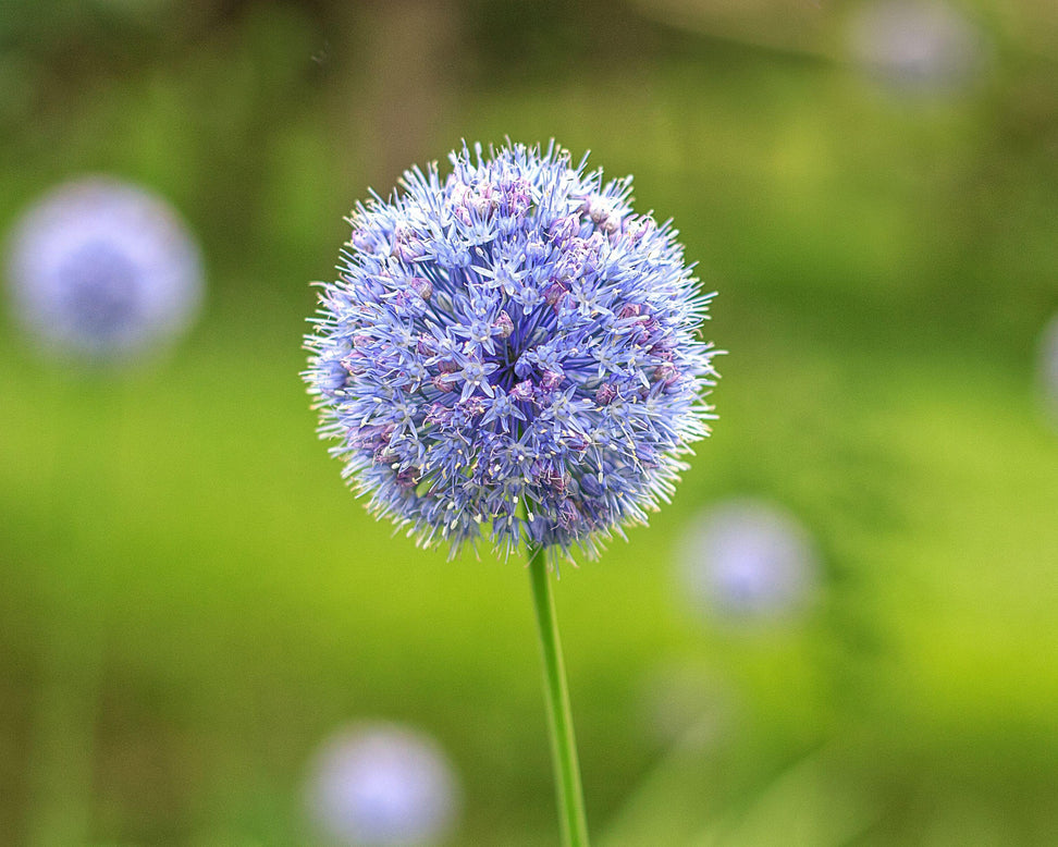 Allium azureum