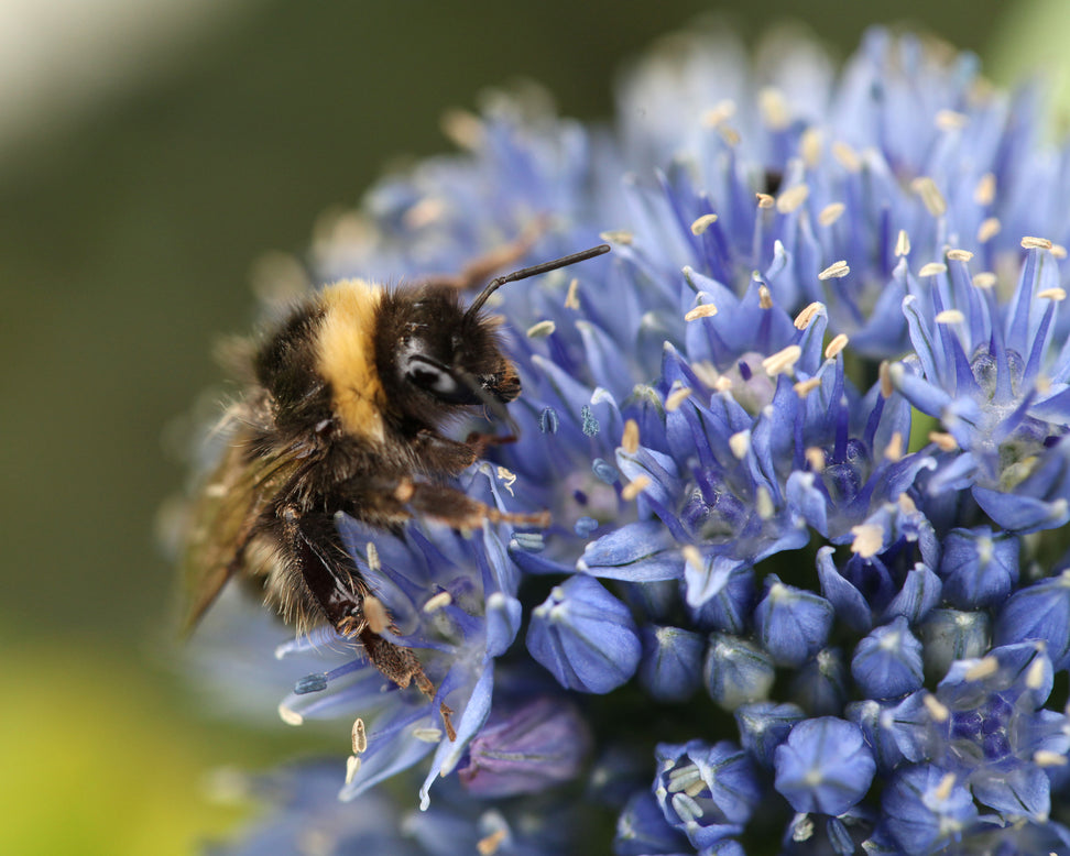 Allium azureum