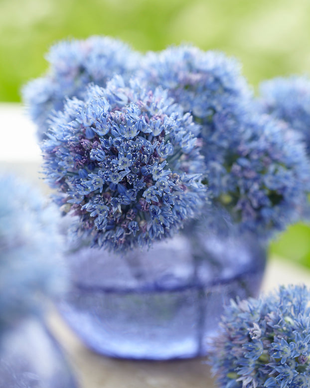 Allium azureum