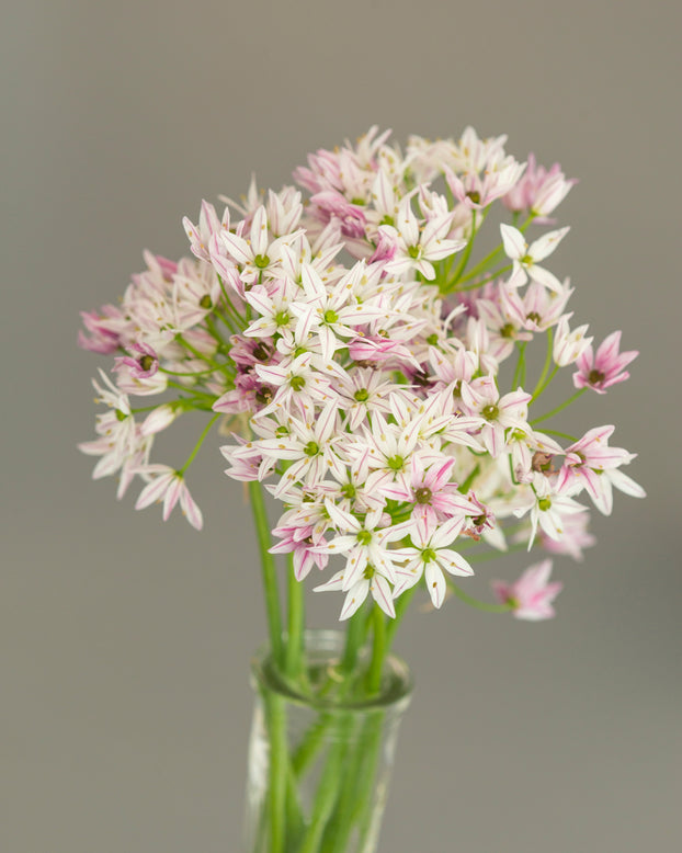 Allium 'Cameleon'