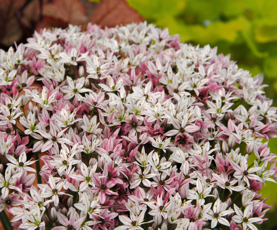 Allium 'Cameleon'