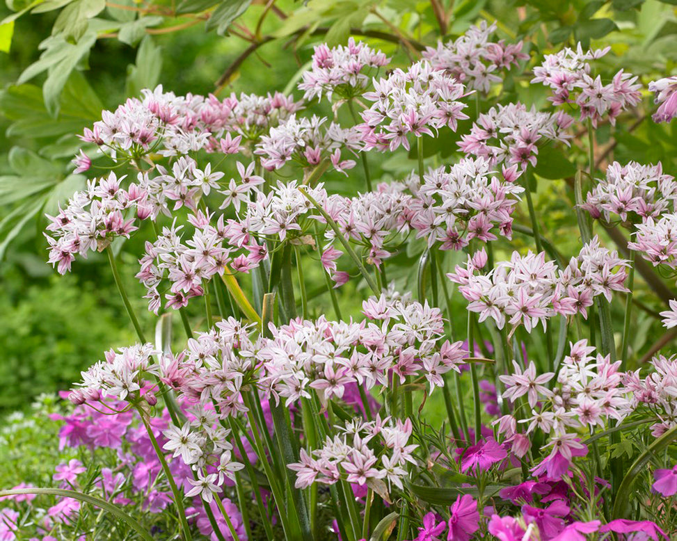 Allium 'Cameleon'