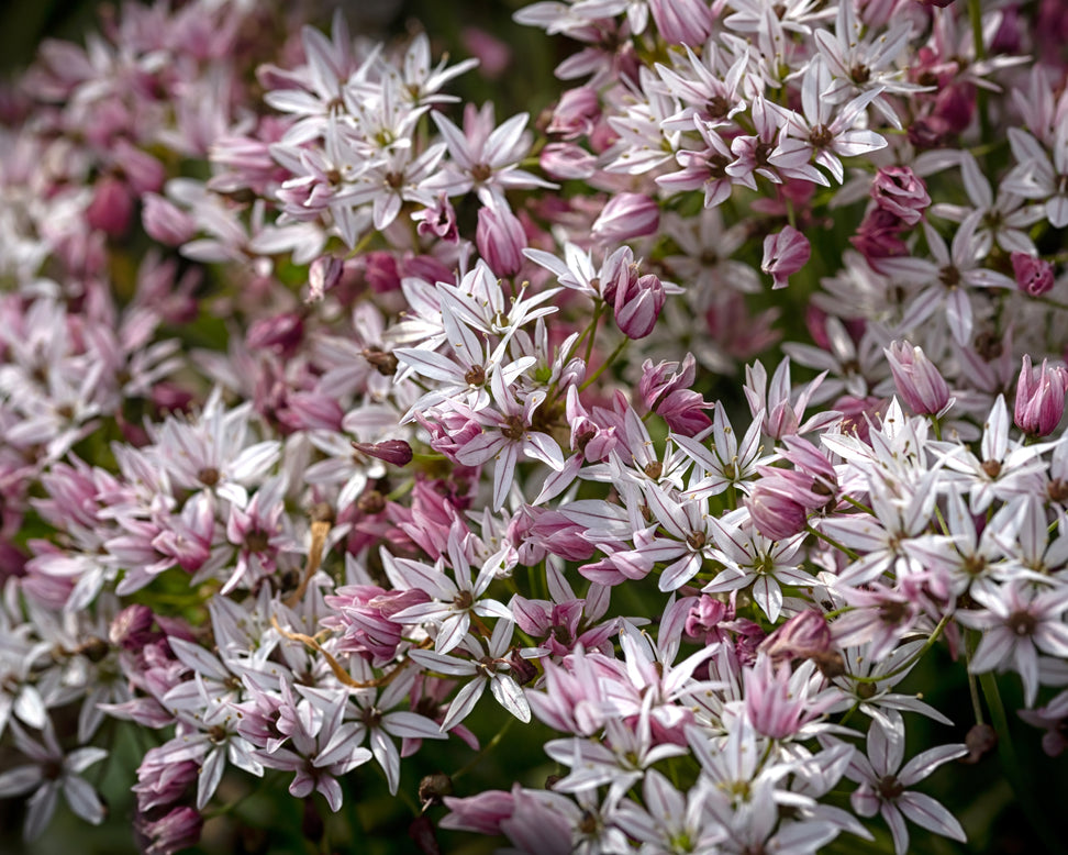 Allium 'Cameleon'