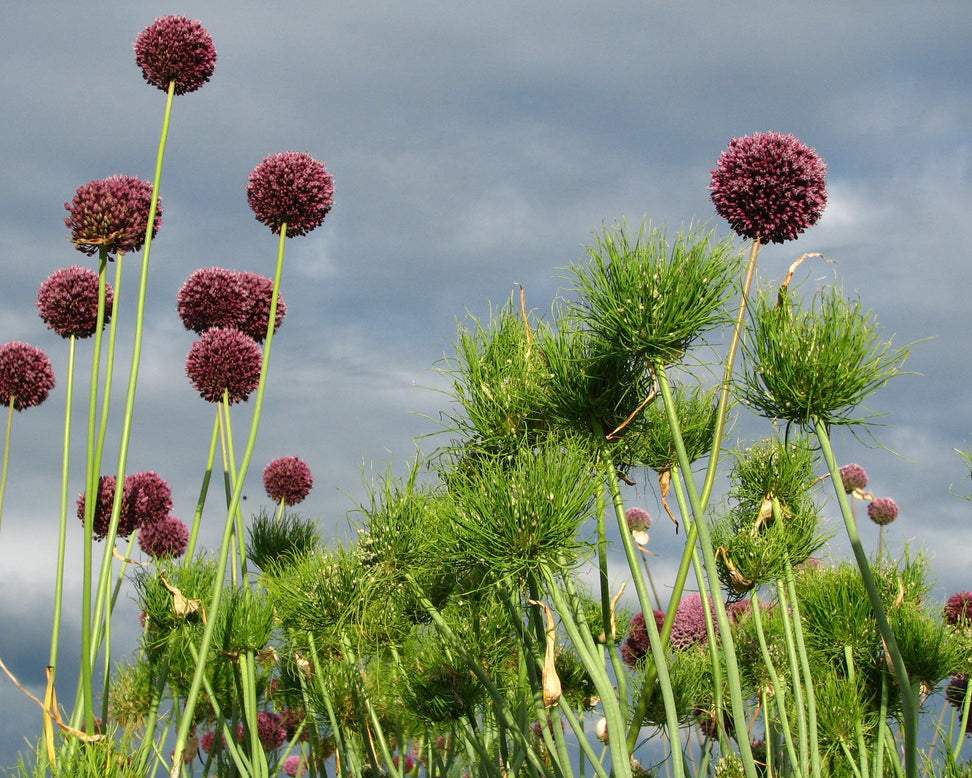 Allium 'Catweazle'