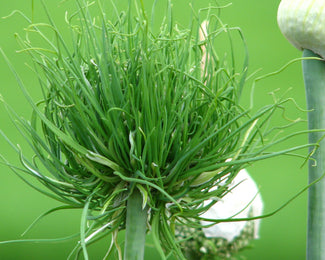 Allium 'Catweazle' Allium 'Catweazle'