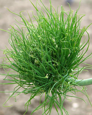 Allium 'Catweazle' Allium 'Catweazle'