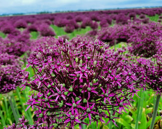 Allium 'Cherry' Allium 'Cherry'