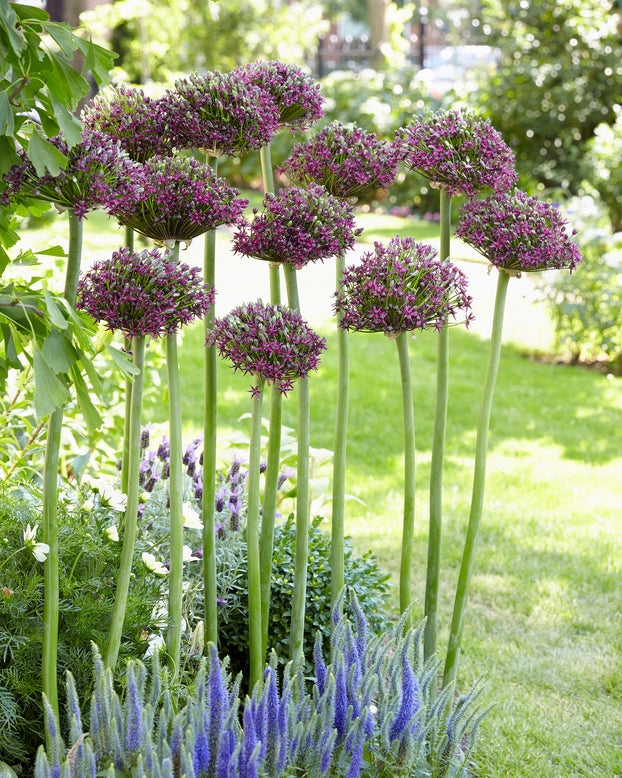 Allium 'Cherry'