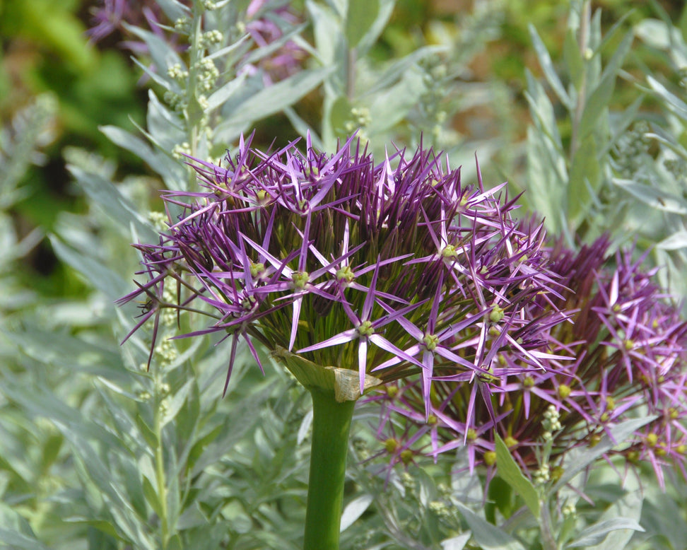 Allium cristophii