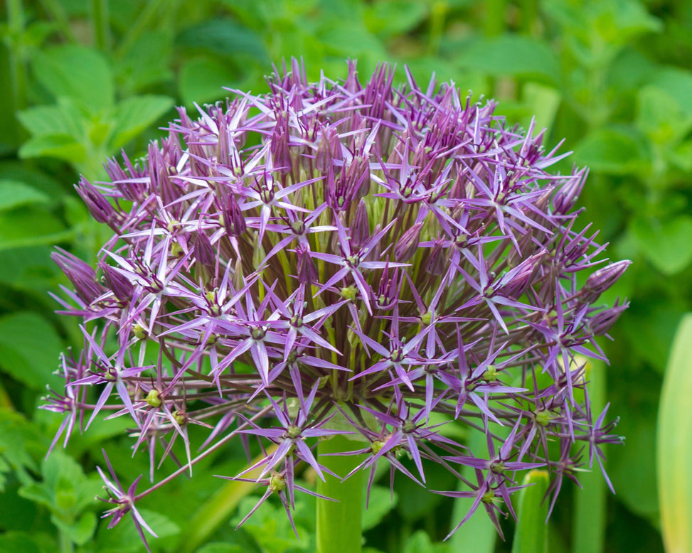 Allium cristophii