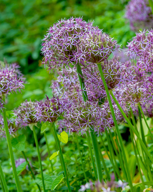 Allium cristophii