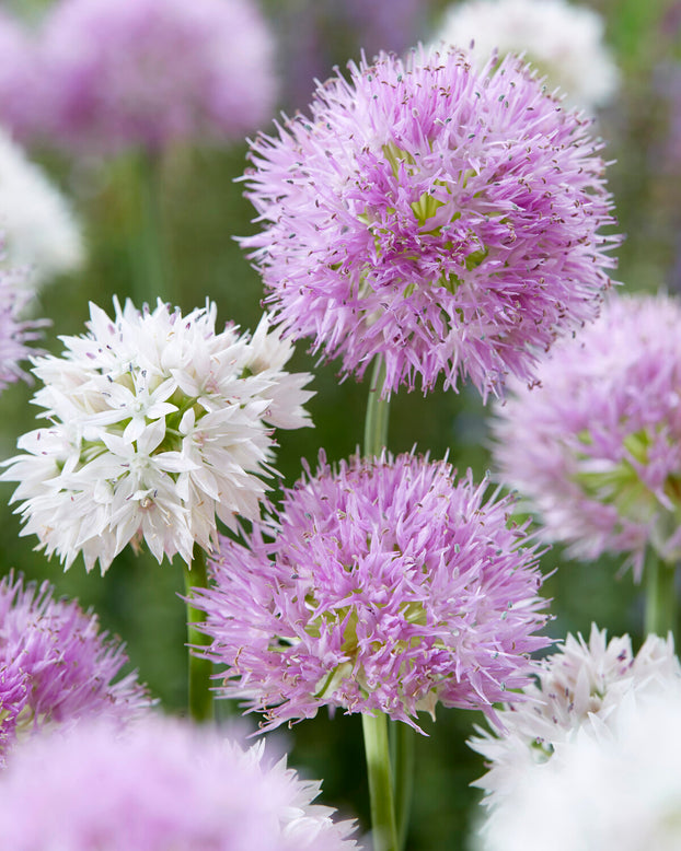 Allium collection 'Endless Summer'
