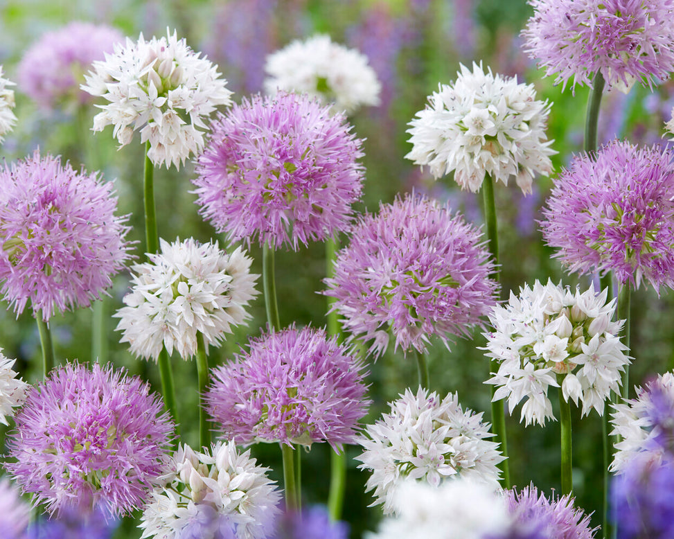 Allium collection 'Endless Summer'
