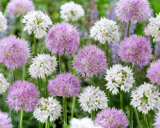 Allium collection 'Endless Summer' Allium collection 'Endless Summer'