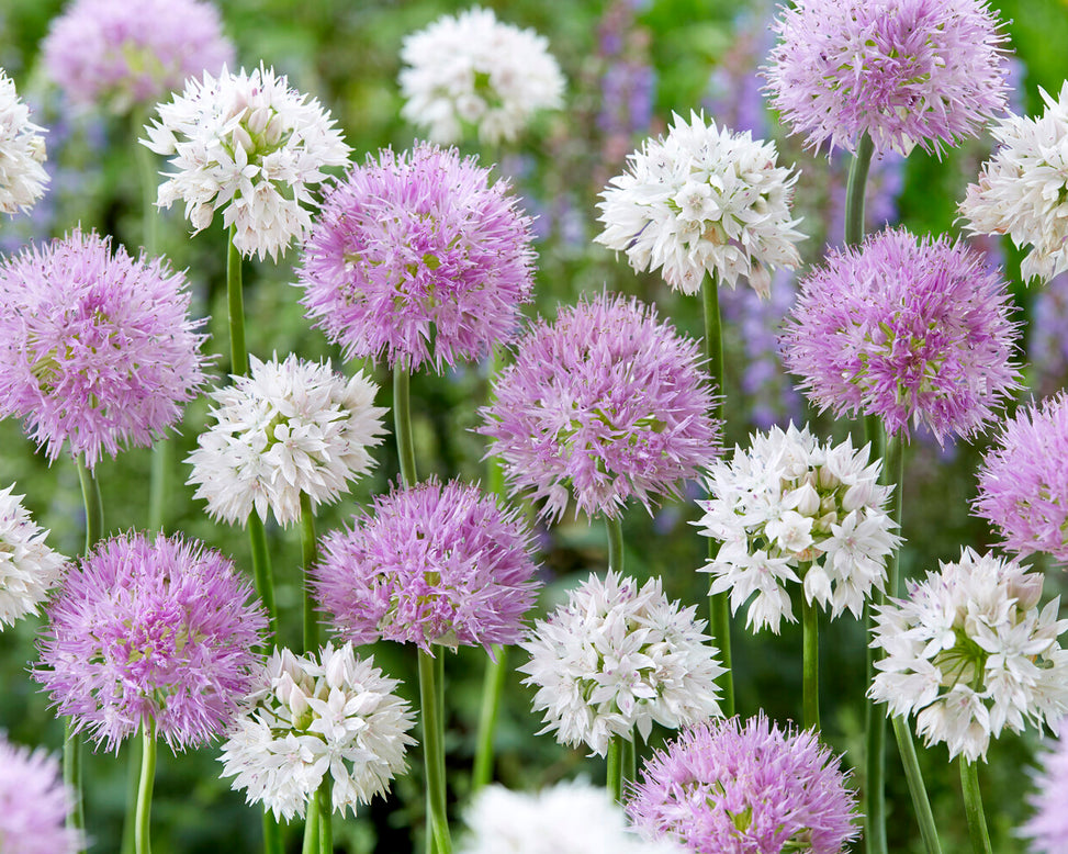 Allium collection 'Endless Summer'