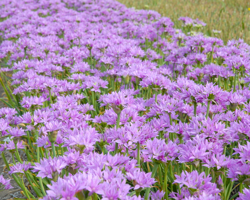 Allium 'Eros'