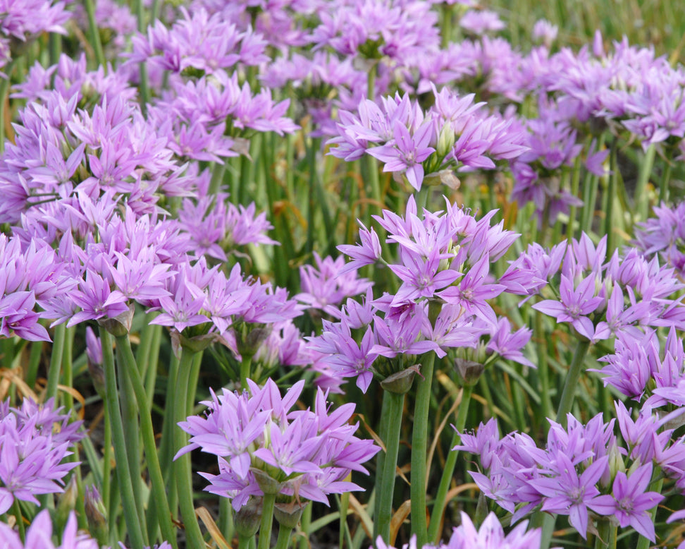 Allium 'Eros'