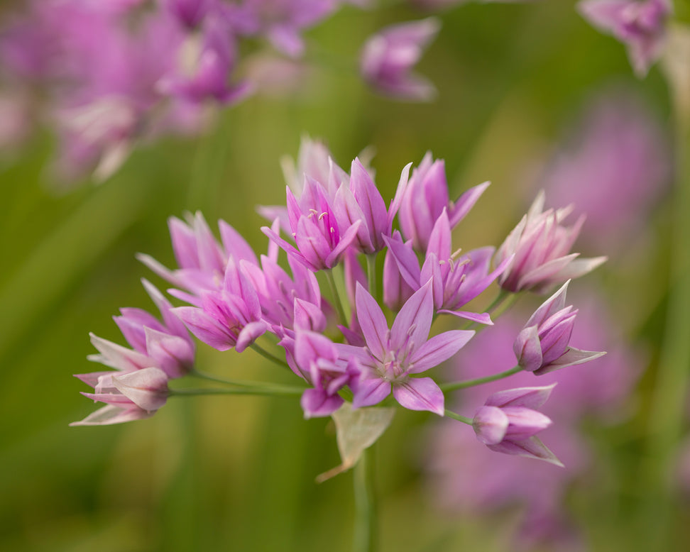 Allium 'Eros'