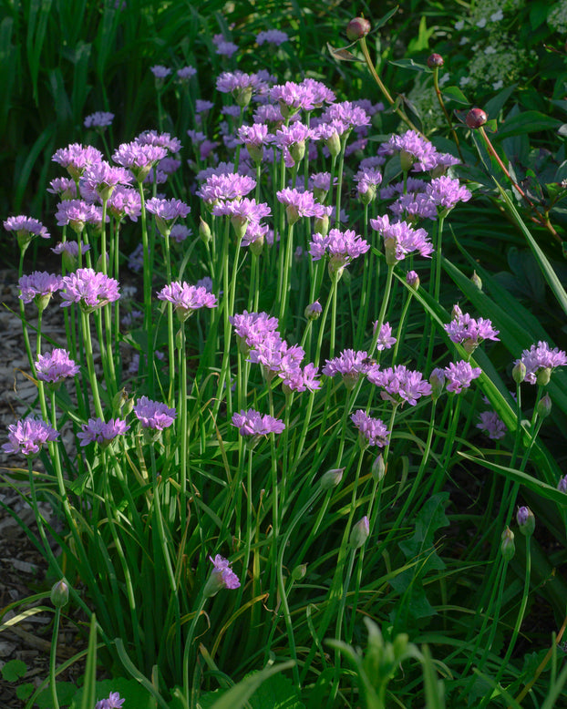 Allium 'Eros'