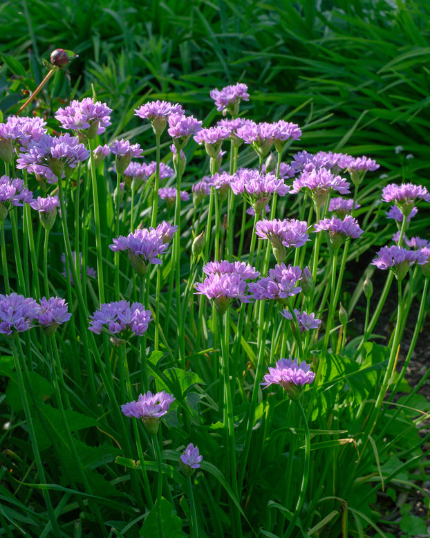 Allium 'Eros'