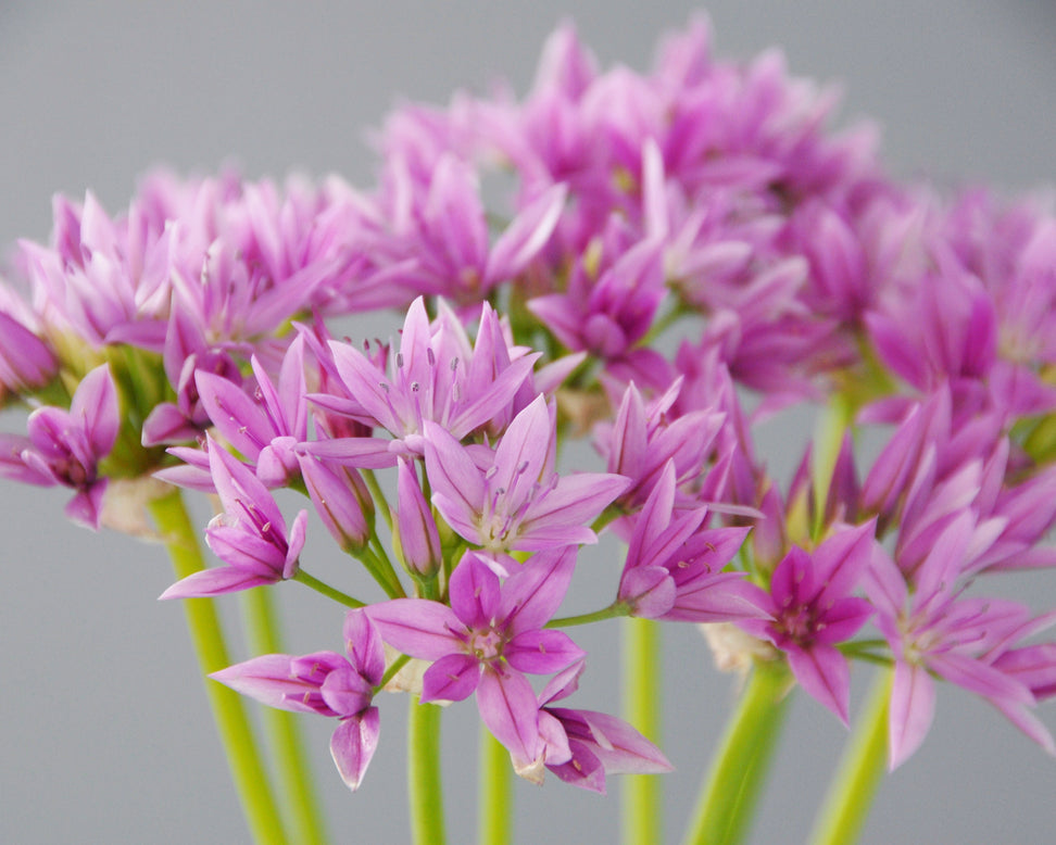 Allium 'Eros'