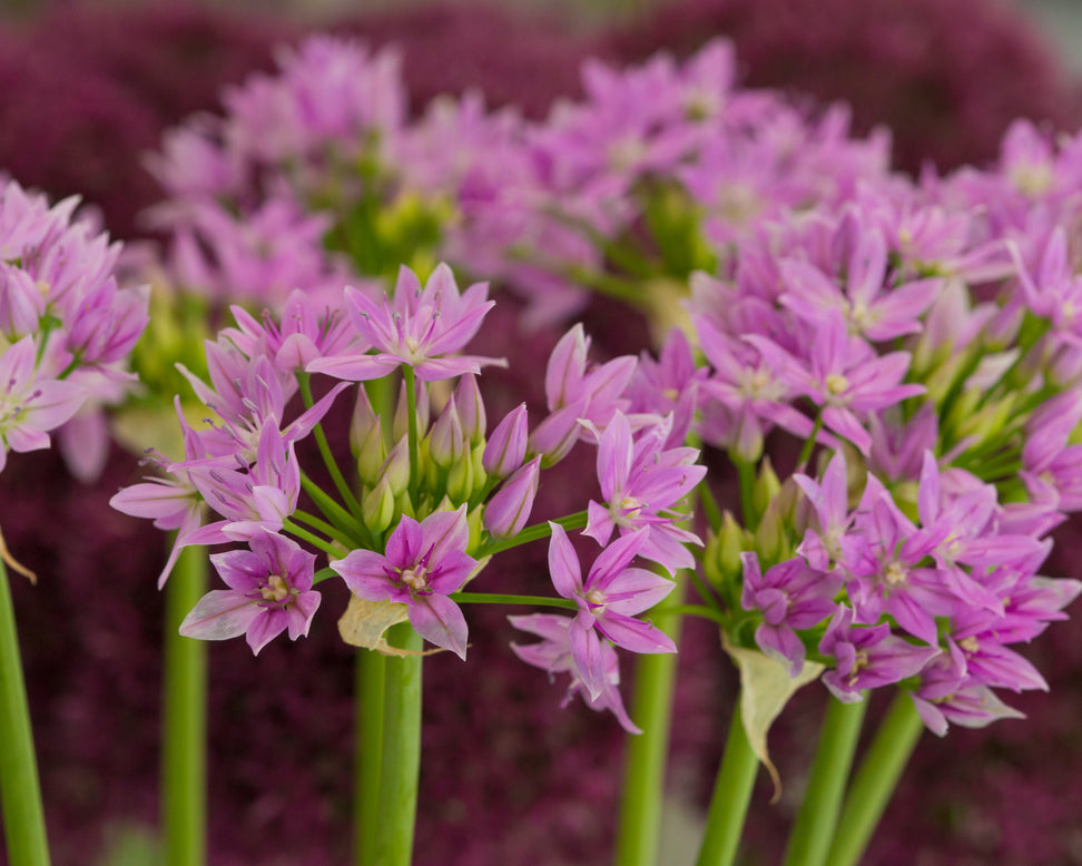 Allium 'Eros'
